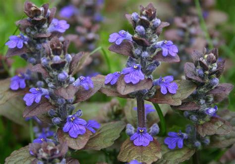Bugle (plante) — Wikipédia.
